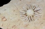 Wide Salenia Urchin Fossil - Late Cretaceous #39143-3